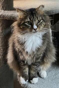 Domestic Long Hair and Maine Coon Cats Available for Adoption in Apopka, Florida - Siegfried & Roy 1.1.25 | PetCurious