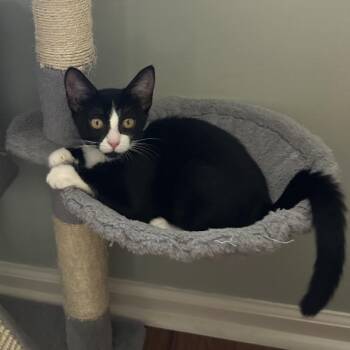 Milkshake -  Domestic Short Hair Cat for Adoption in Franklin, Tennessee - Milkshake | PetCurious