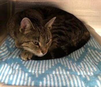 Domestic Short Hair Cats Available for Adoption - Disco | PetCurious