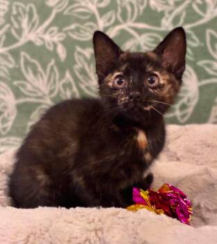 Maze -  Domestic Short Hair Cat for Adoption in Mobile, Alabama - Maze | PetCurious