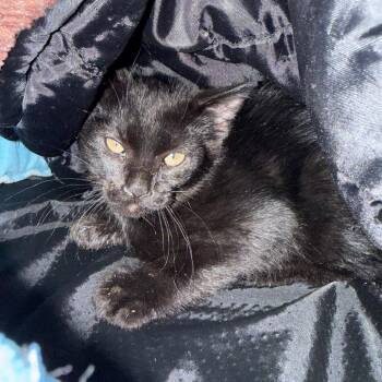 Luci -  Domestic Short Hair Cat for Adoption in Flagstaff, Arizona - Luci | PetCurious
