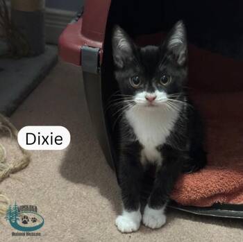 Domestic Short Hair Cats Available for Adoption in Huntsville, Ontario - Dixie! | PetCurious