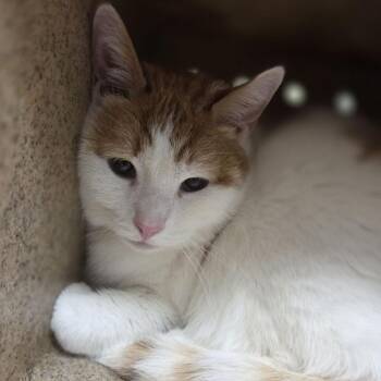 Curry -  Domestic Short Hair and Mixed Breed Cat for Adoption in Philadelphia, Pennsylvania - Curry | PetCurious