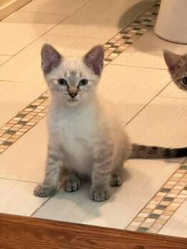 Ty -  Siamese and American Shorthair Cat for Adoption in Richardson, Texas - Ty | PetCurious
