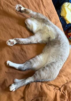 Dow Jones -  Siamese Cat for Adoption - Dow Jones | PetCurious