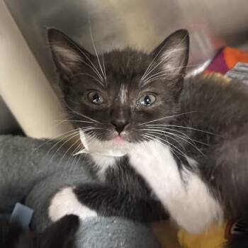 Great Sword -  Domestic Short Hair Cat for Adoption in Walnut Creek, California - Great Sword | PetCurious