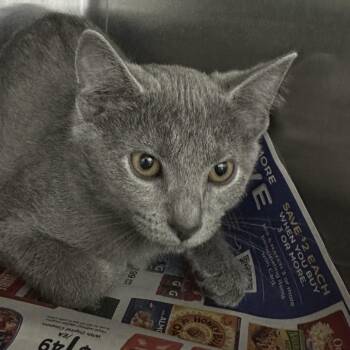 Catalog -  Domestic Short Hair Cat for Adoption in Corbin, Kentucky - Catalog | PetCurious