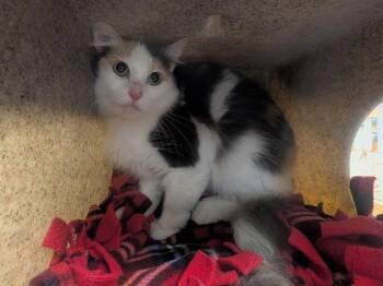 Domestic Medium Hair Cats Available for Adoption - ALPACA | PetCurious