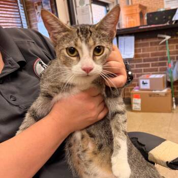 Teak -  Domestic Short Hair Cat for Adoption in Birmingham, Alabama - Teak | PetCurious