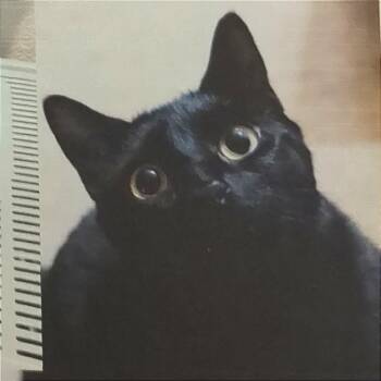 Domestic Short Hair Cats Available for Adoption in Pleasant Hill, California - Kacang | PetCurious