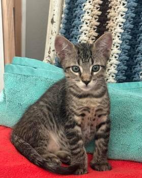 Sebastienne -  Domestic Short Hair and Tabby Cat for Adoption in Glendale, Arizona - Sebastienne | PetCurious