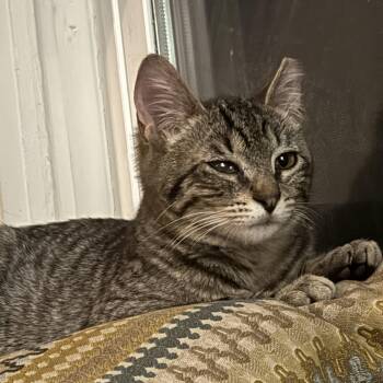 Kennedy -  Domestic Short Hair Cat for Adoption in Ellensburg, Washington - Kennedy | PetCurious