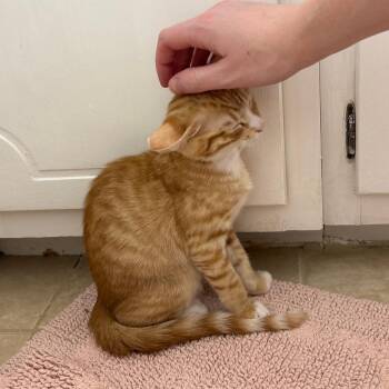 Ernie -  Domestic Short Hair Cat for Adoption in Durham, North Carolina - Ernie | PetCurious