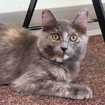 Domestic Long Hair Cats Available for Adoption in Las Vegas, Nevada - Bertie | PetCurious