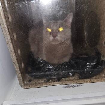 Kyber -  Domestic Short Hair Cat for Adoption in Philadelphia, Pennsylvania - Kyber | PetCurious