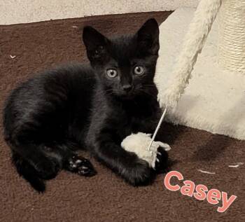 Rescue Domestic Short Hair Cats for Adoption in New Bern, North Carolina - CASEY Kitten (f) | PetCurious
