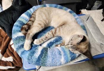 Flynn -  Domestic Short Hair Cat for Adoption in Longwood, Florida - Flynn | PetCurious
