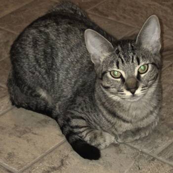 Domestic Short Hair Cats Available for Adoption - Jackie | PetCurious