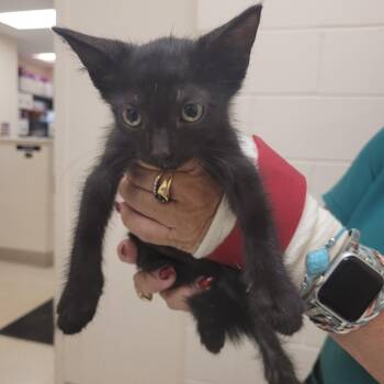 Jack Sparrow -  Domestic Short Hair Cat for Adoption in Lake Panasoffkee, Florida - Jack Sparrow | PetCurious