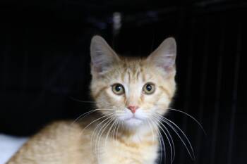 Rescue Tabby Cats for Adoption in Cut Bank, Montana - Hickory | PetCurious