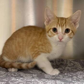 Domestic Short Hair Cats Available for Adoption in Wilmington, Delaware - Malibu Barbie | PetCurious