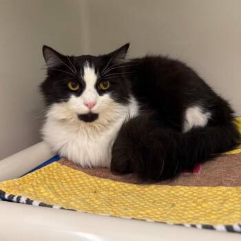 Ludwig -  Domestic Medium Hair Cat for Adoption in Durango, Colorado - Ludwig | PetCurious