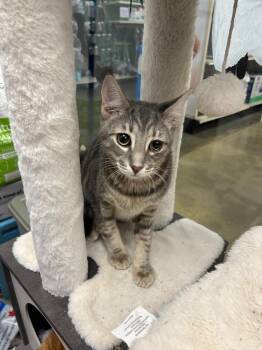 Curly -  Domestic Short Hair Cat for Adoption in Franklin Township, New Jersey - Curly | PetCurious