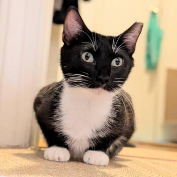 Betsy -  Domestic Short Hair Cat for Adoption in Durham, North Carolina - Betsy | PetCurious