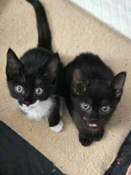 Big Pippin