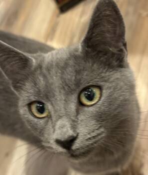 Rescue Domestic Short Hair Cats for Adoption in North Highlands, California - Greycie B | PetCurious