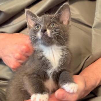 Sassy -  Domestic Short Hair Cat Available for Adoption in Newport News, Virginia - Sassy | PetCurious