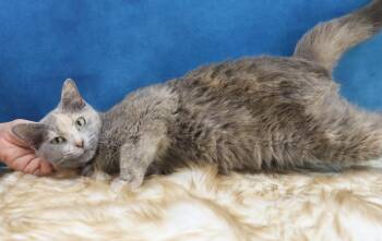 Rescue Dilute Tortoiseshell Cats for Adoption in League City, Texas - Dolly - Coming Soon! | PetCurious