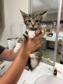 Jacks -  Domestic Medium Hair Cat for Adoption in Greenfield, Indiana - Jacks | PetCurious