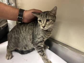 A1051407 -  Domestic Short Hair Cat for Adoption in Martinez, California - A1051407 | PetCurious
