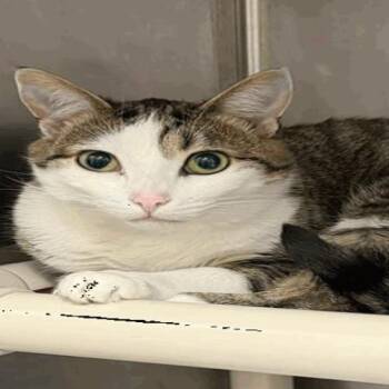 Domestic Short Hair Cats Available for Adoption in New York, New York - Bridgette | PetCurious