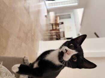 Pia -  Domestic Short Hair Cat for Adoption in Magnolia, Texas - Pia | PetCurious