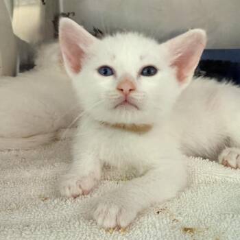 Chill Guy -  Domestic Short Hair Cat for Adoption in Palm Springs, California - Chill Guy | PetCurious