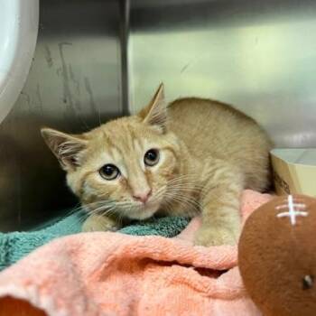 Roach -  Domestic Short Hair Cat for Adoption in Richmond, Virginia - Roach | PetCurious