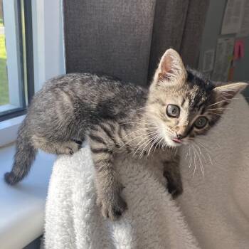 Tai Lung -  Domestic Short Hair Cat for Adoption in King George, Virginia - Tai Lung | PetCurious