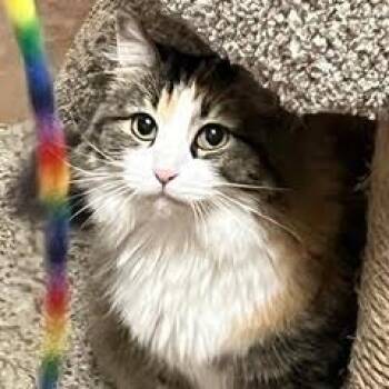Calico Cats Available for Adoption in Green Valley, Arizona - Skittles | PetCurious