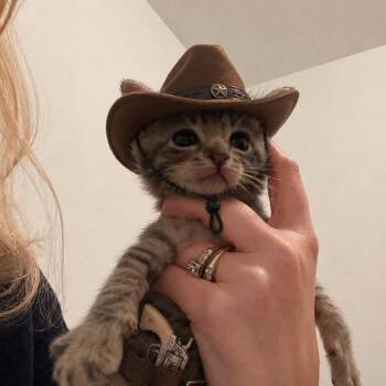 Big Texas Pete -  Domestic Short Hair Cat for Adoption in Bel Air, Maryland - Big Texas Pete | PetCurious