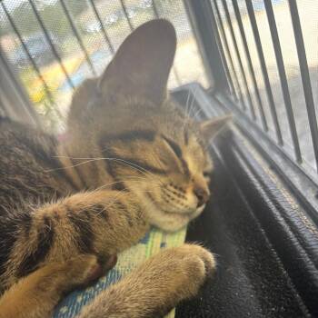 Mozzy -  Domestic Short Hair Cat for Adoption in Lakeland, Florida - Mozzy | PetCurious