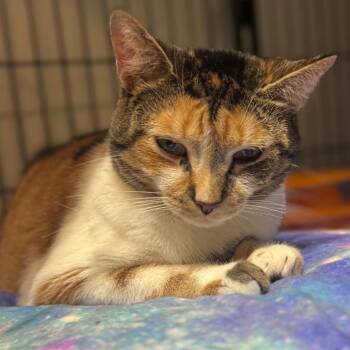 Rescue Domestic Short Hair Cats for Adoption in Chuckey, Tennessee - Carmel | PetCurious