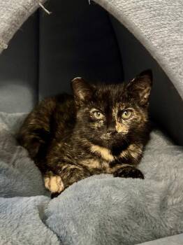 Tiger Eye -  Domestic Short Hair Cat for Adoption in Vancouver, Washington - Tiger Eye | PetCurious