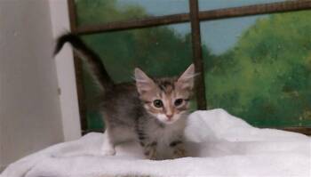 JADE -  Domestic Short Hair Cat for Adoption in Houston, Texas - JADE | PetCurious