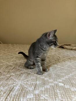 Sabine - NV -  Domestic Short Hair Cat for Adoption in Greenville, South Carolina - Sabine - NV | PetCurious