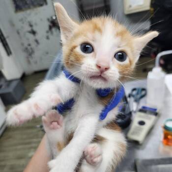 Domestic Short Hair Cats Available for Adoption in Summerville, South Carolina - Aaron | PetCurious