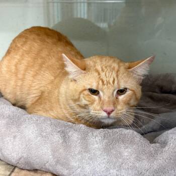 Teddy bear -  Domestic Short Hair Cat for Adoption in League City, Texas - Teddy Bear | PetCurious