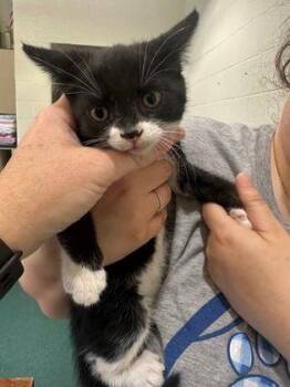 Rudolph -  Domestic Short Hair Cat for Adoption in Williamsport, Pennsylvania - Rudolph | PetCurious