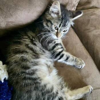 Sammy -  Domestic Medium Hair Cat for Adoption in Canton, Illinois - Sammy | PetCurious